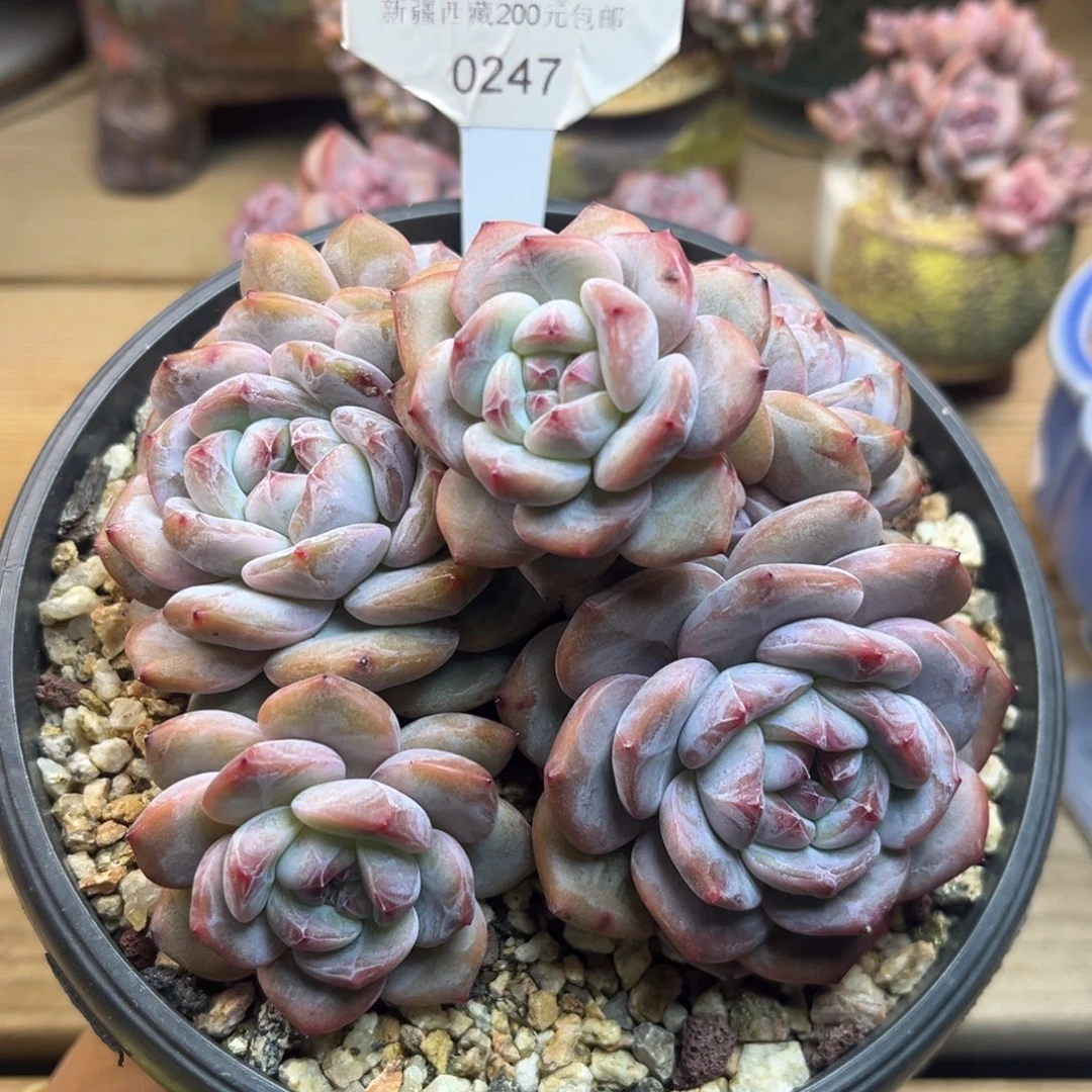绿底紫心247/12cm7头
