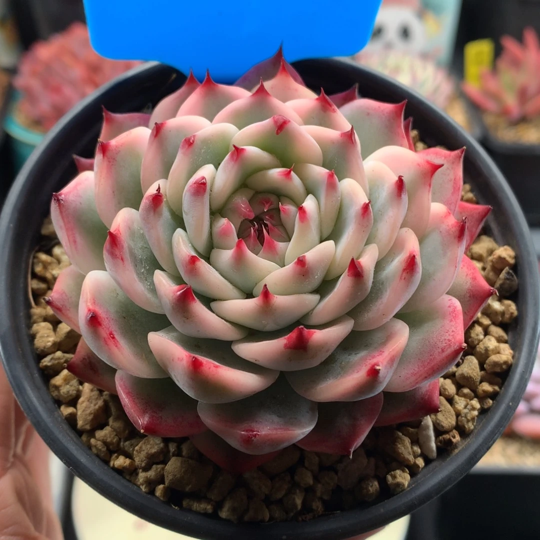 我们家的小仙女们