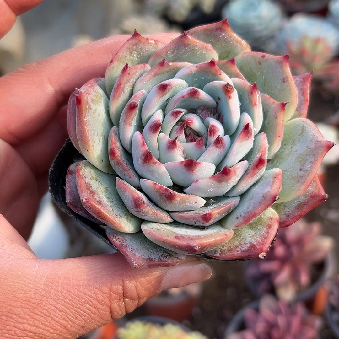 多肉植物吉娃娃单头