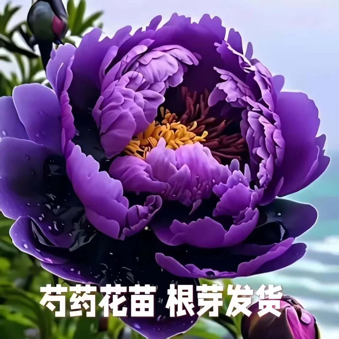新品芍药花苗重瓣带芽大根块四季开花多年生阳台庭院浓香观花盆栽