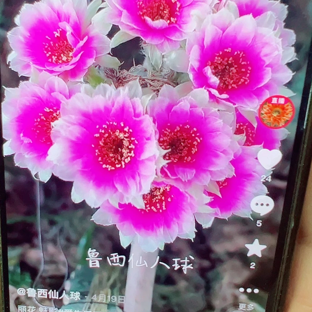 丽花 魅影侧芽 满20包邮