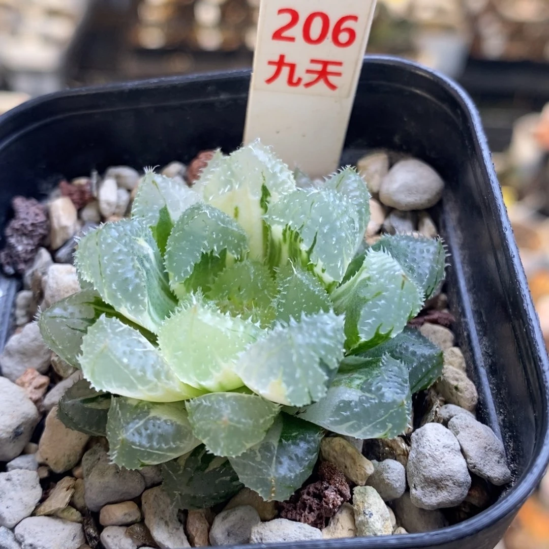 206号玄冰玉露锦锦
