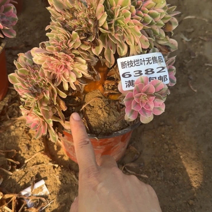 6382二号棚福利缀C