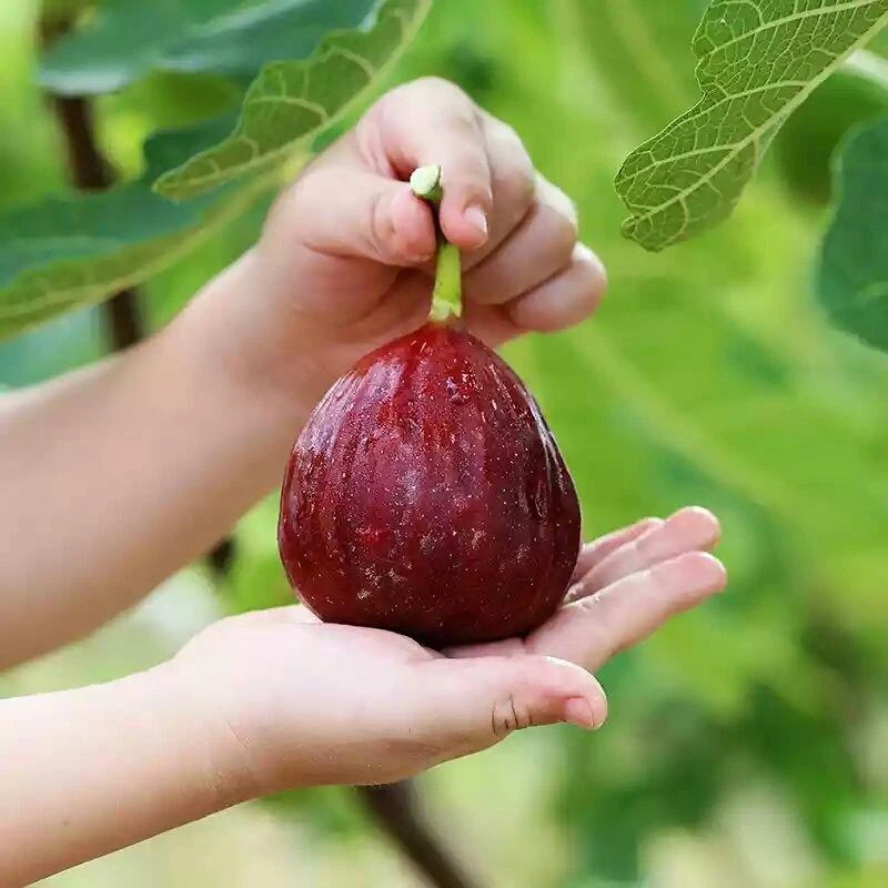 无花果树果苗地栽盆栽当年结果特大波姬红无花果树苗南方北方种植