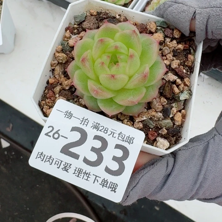 阿祖多肉无盆土发货无盆