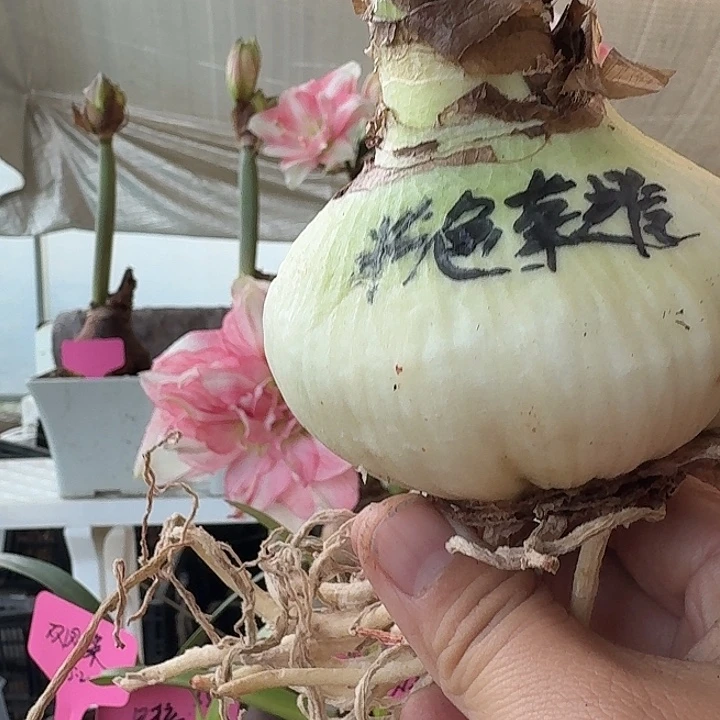 无花朵粉色荣耀朱顶红直径7.5-8cm