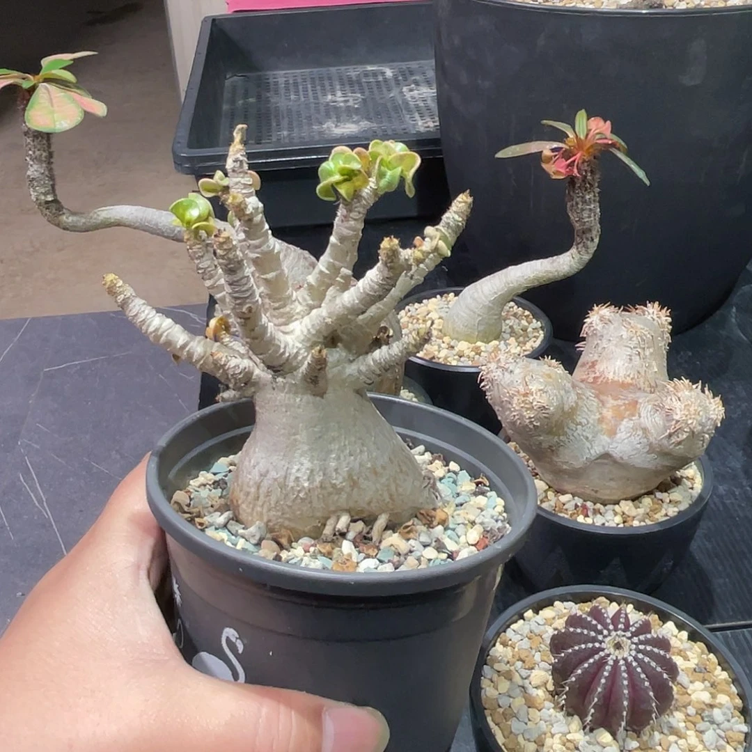 卡汗羊角沙玫包邮