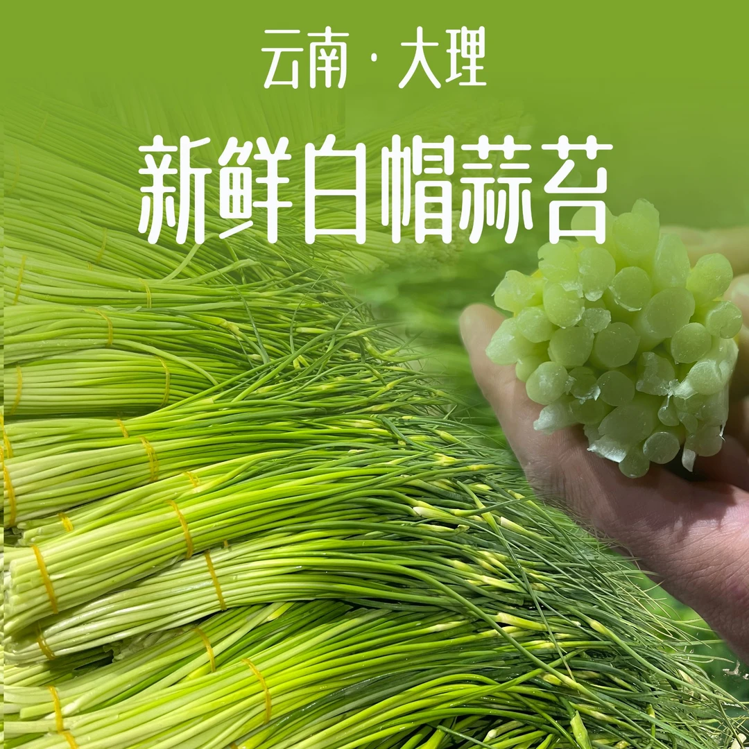 [福利款]云南头茬新鲜蒜苔 现剥现采 全国包邮（大花苞断节）