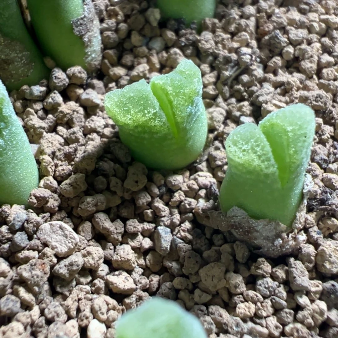 量拍冰风铃母本10颗。多肉