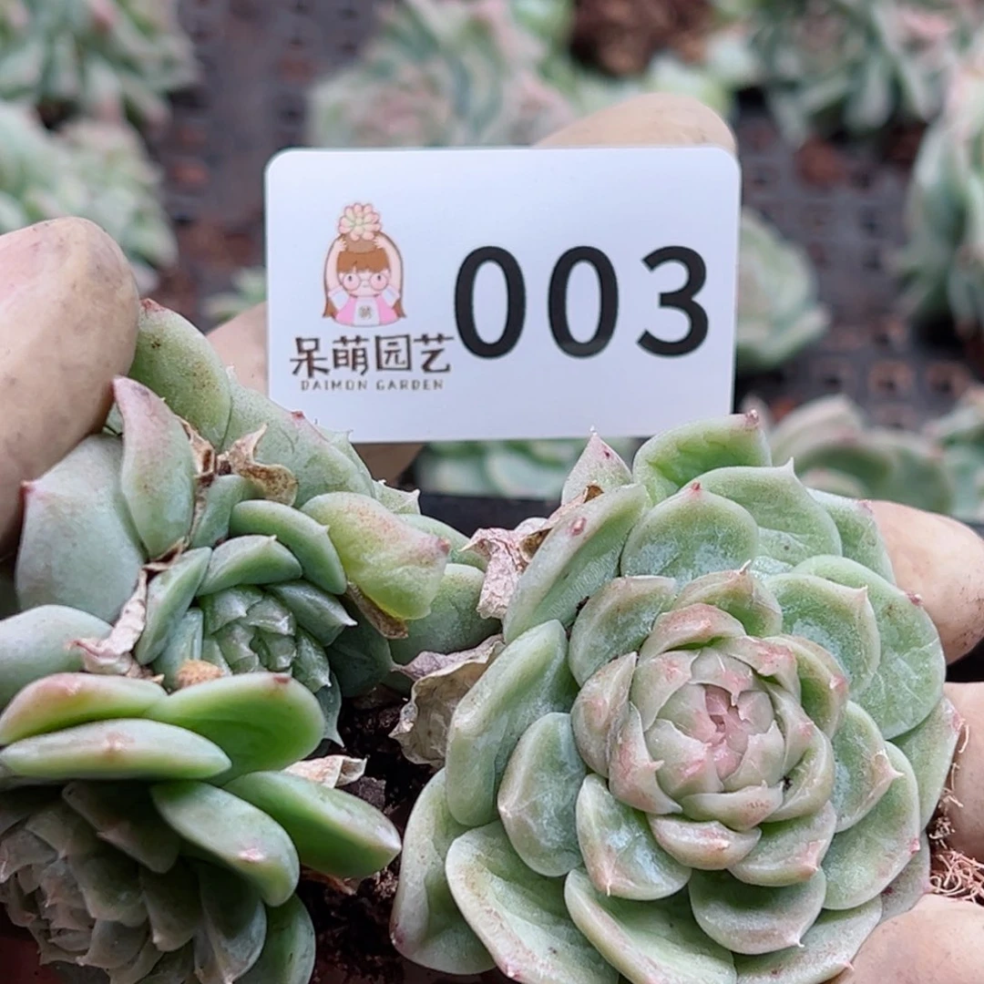 多肉植物多肉植物