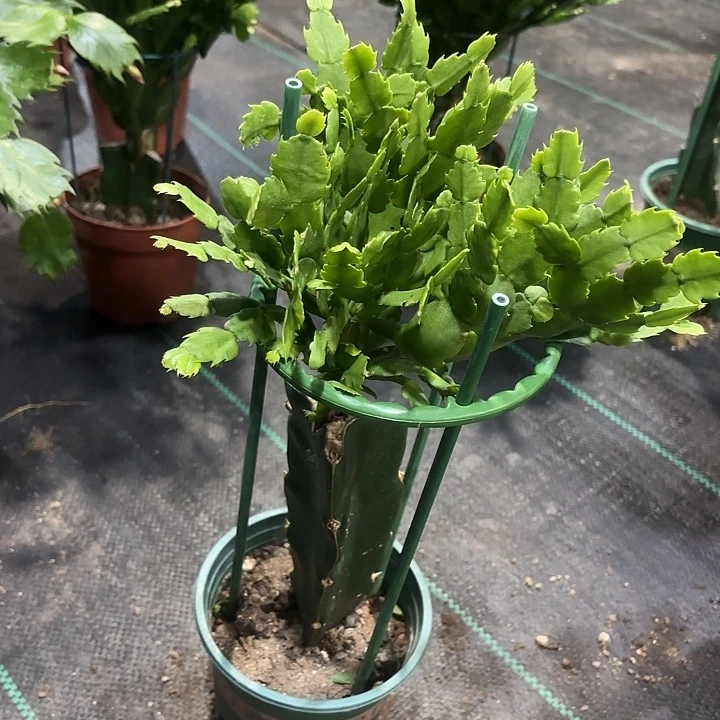 美***太当前无花栽培后可以开花