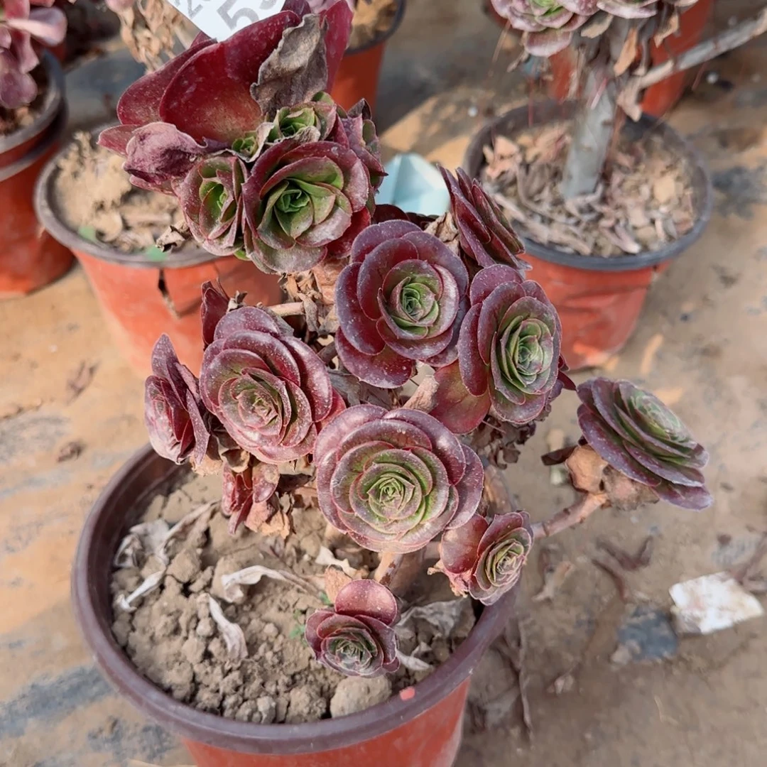 魅金玫瑰530满20包邮断枝不包