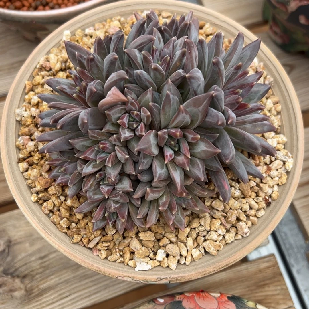 七****）1-16-19梵高美人多肉植物