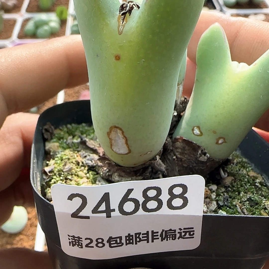 佰**柜脱土年后发货24688