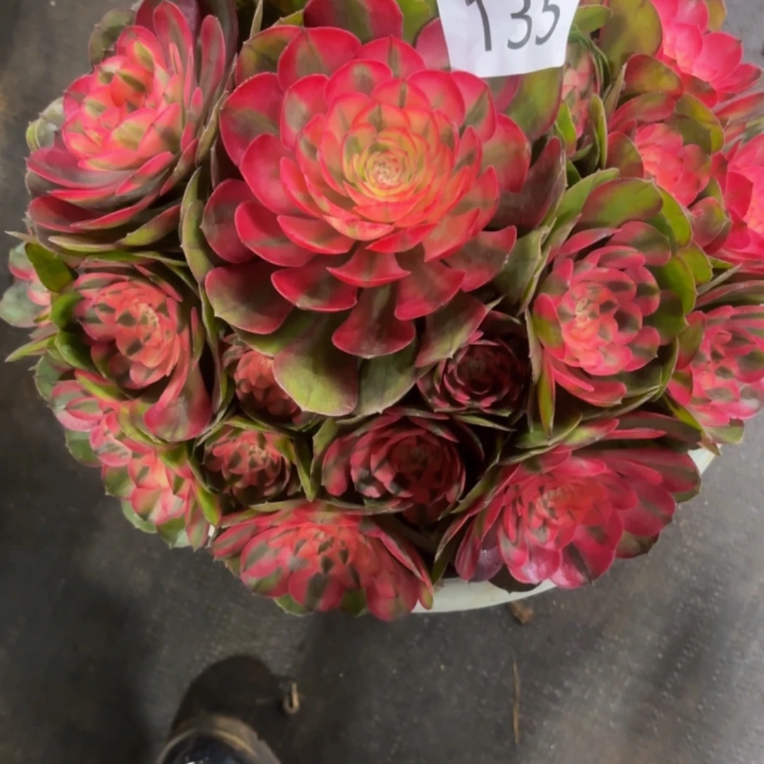 哈哈多肉植物福利135