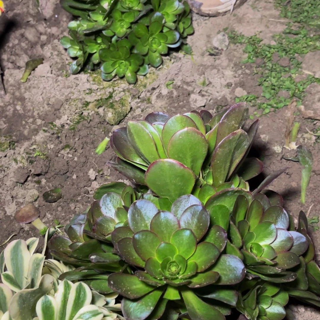 魅金多肉植物捧花的