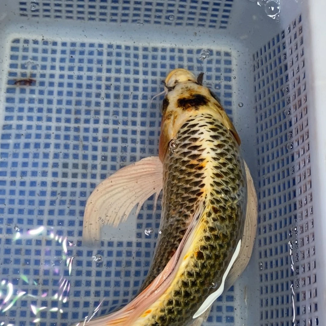 锦鲤冷水锦鲤包邮