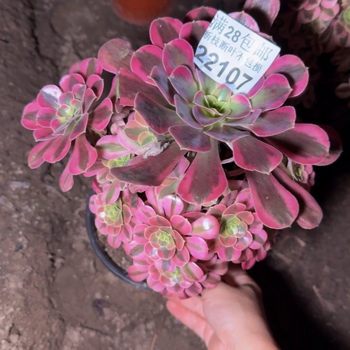 22107美杜莎多肉植物