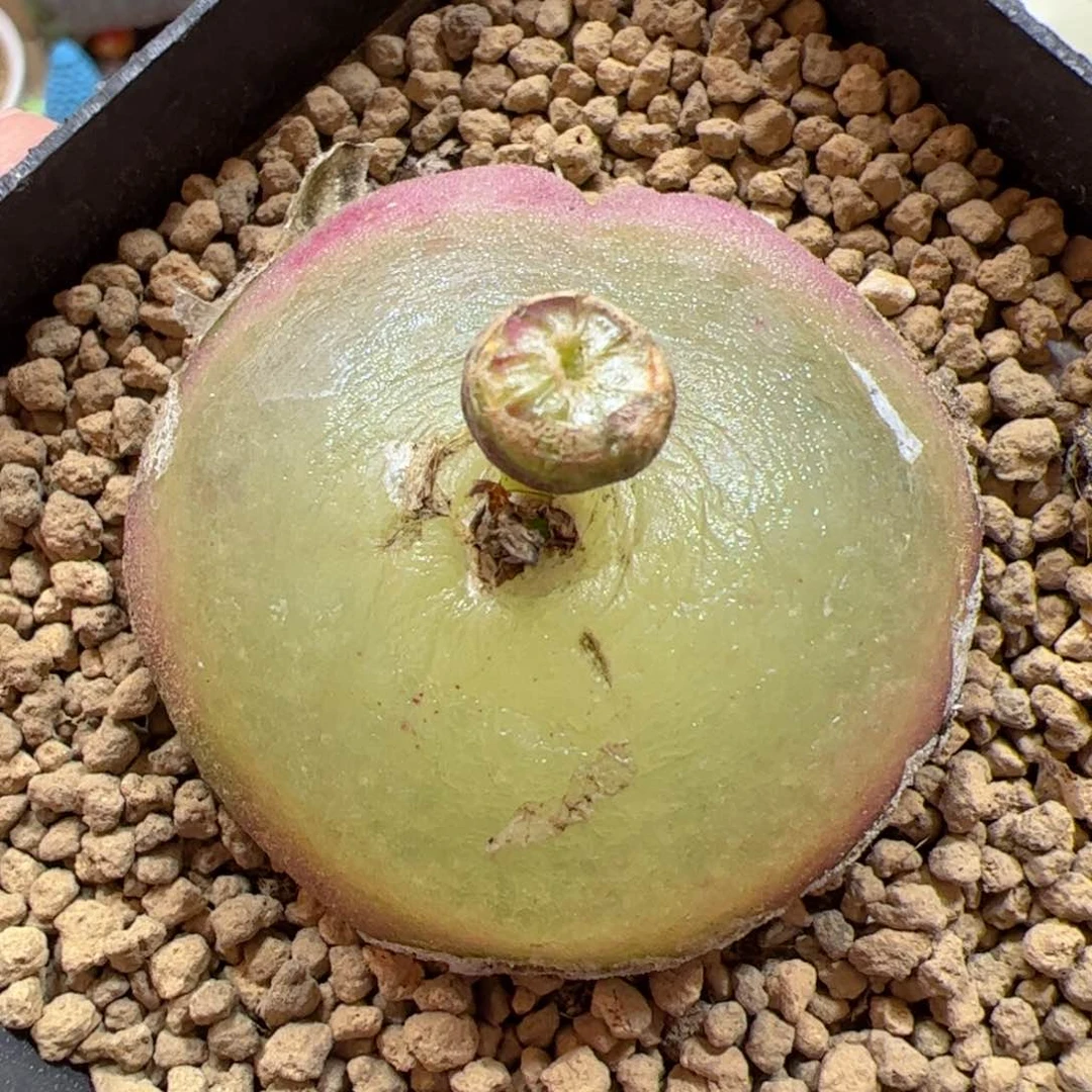 【闪购商品】53 大灯泡4cm+ 10年带盆