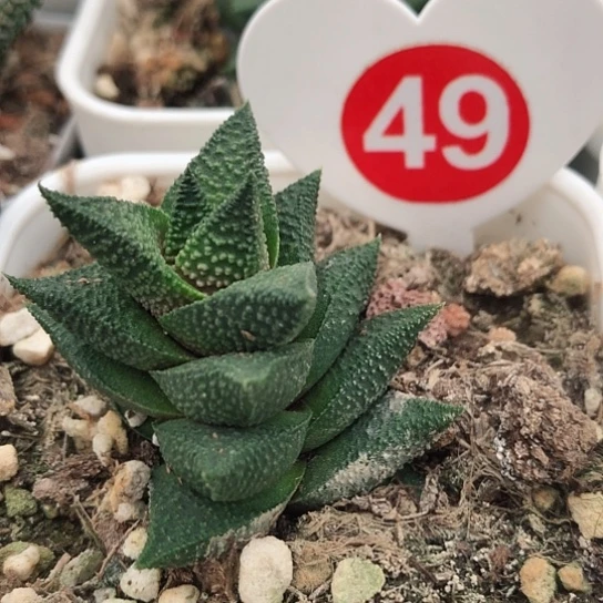 木立龙鳞带盆发货硬叶