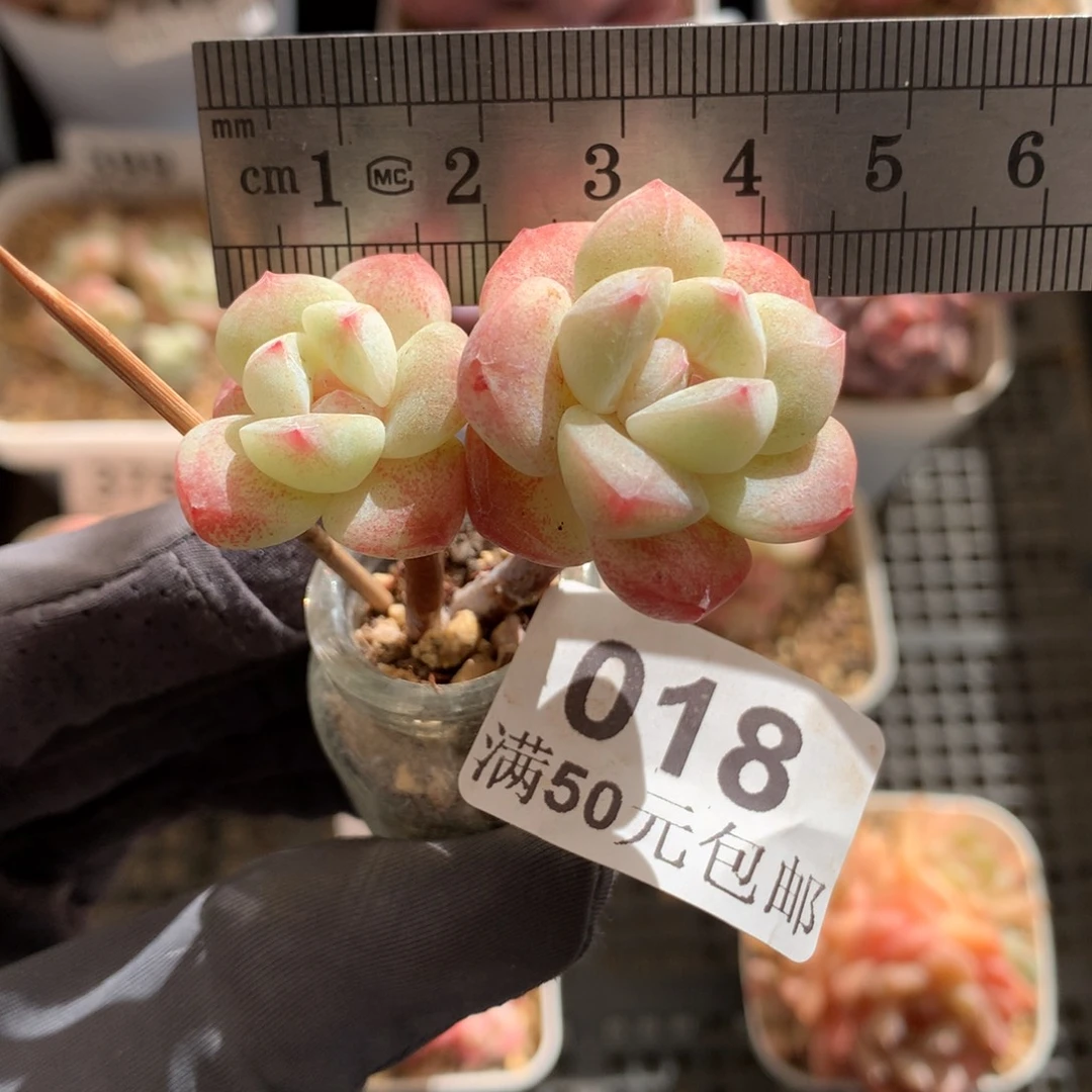 18。玻璃瓶冰玉小腿双头