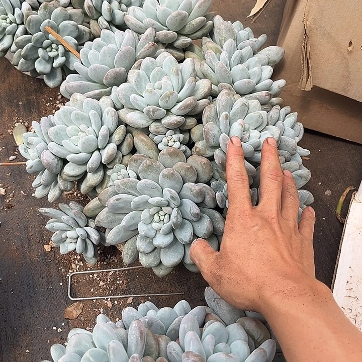 大香水29.99多肉植物
