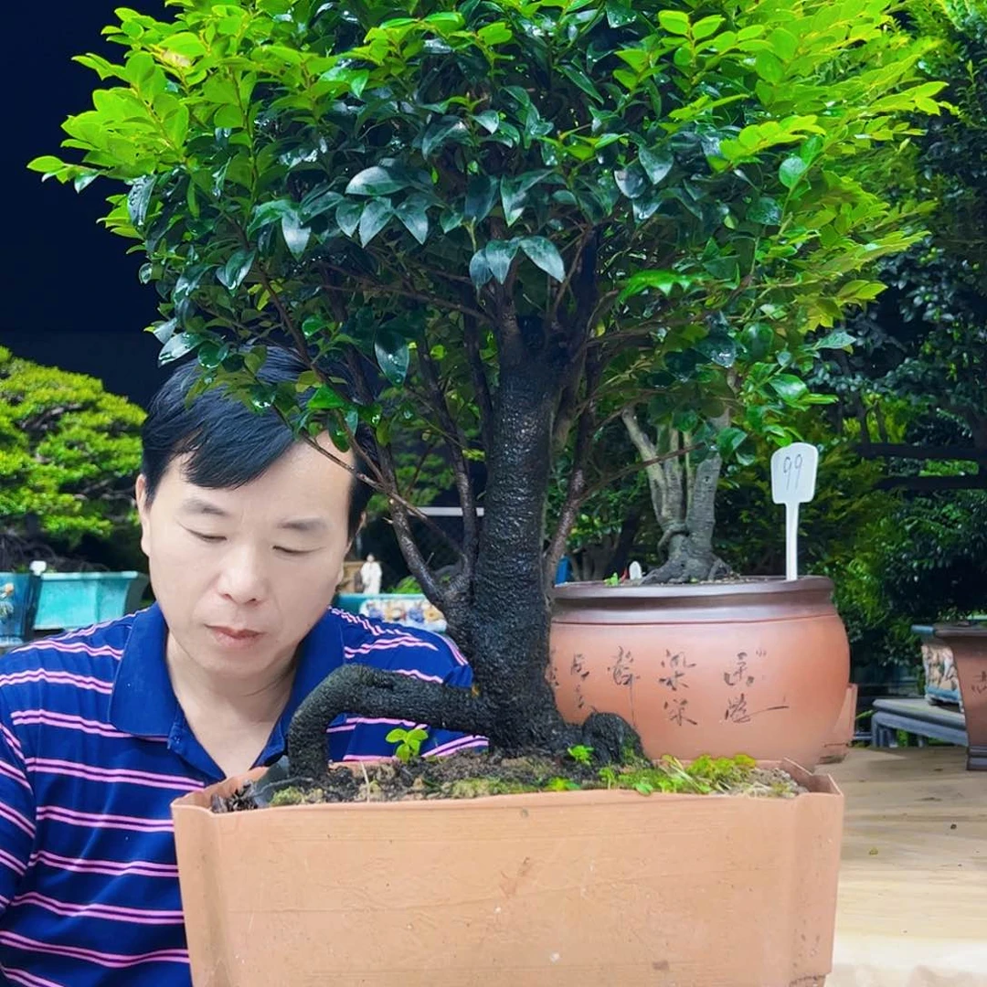 无花朵温****语秀明国艺秀明园艺