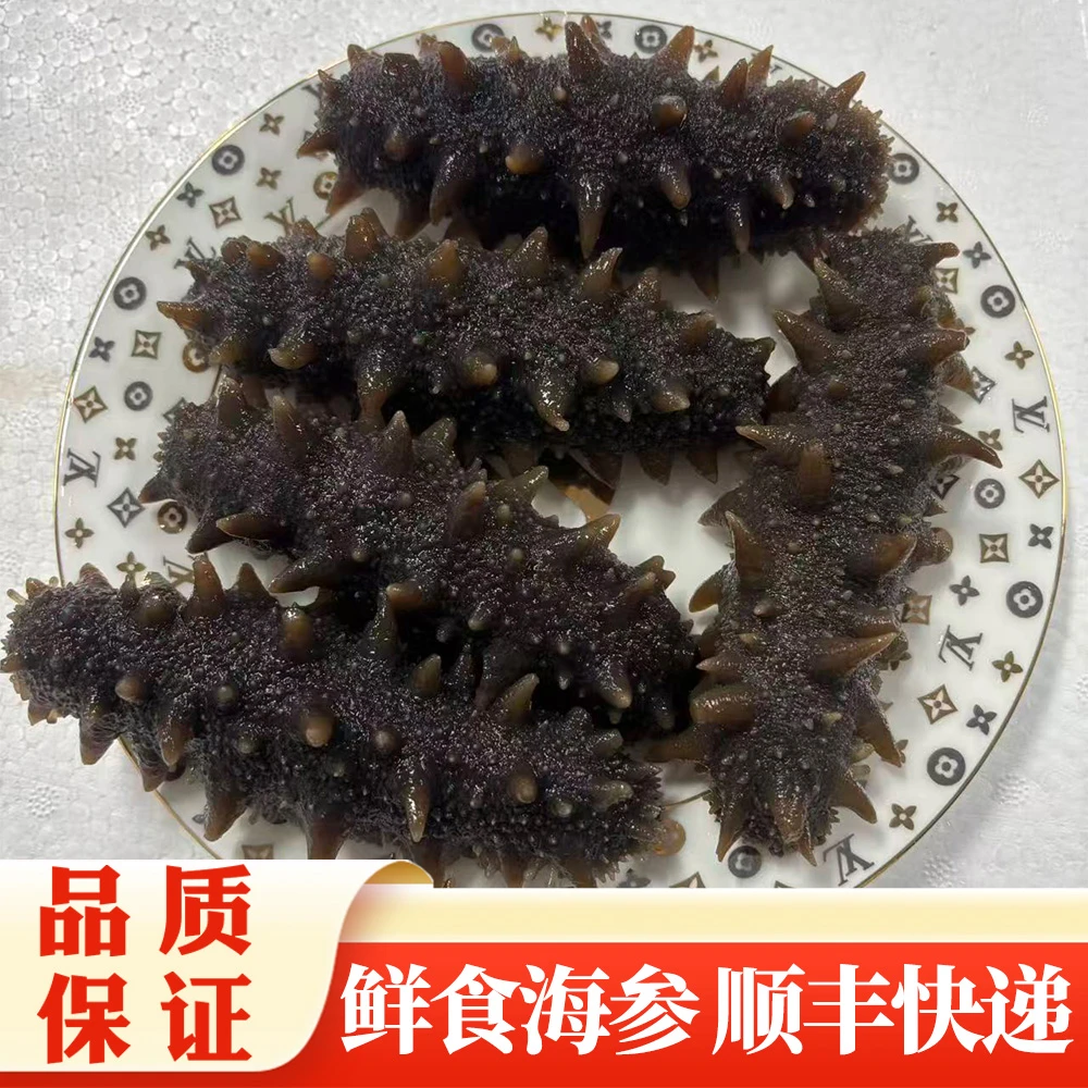 【精选】鲜食海参(放-18度冰箱保存）