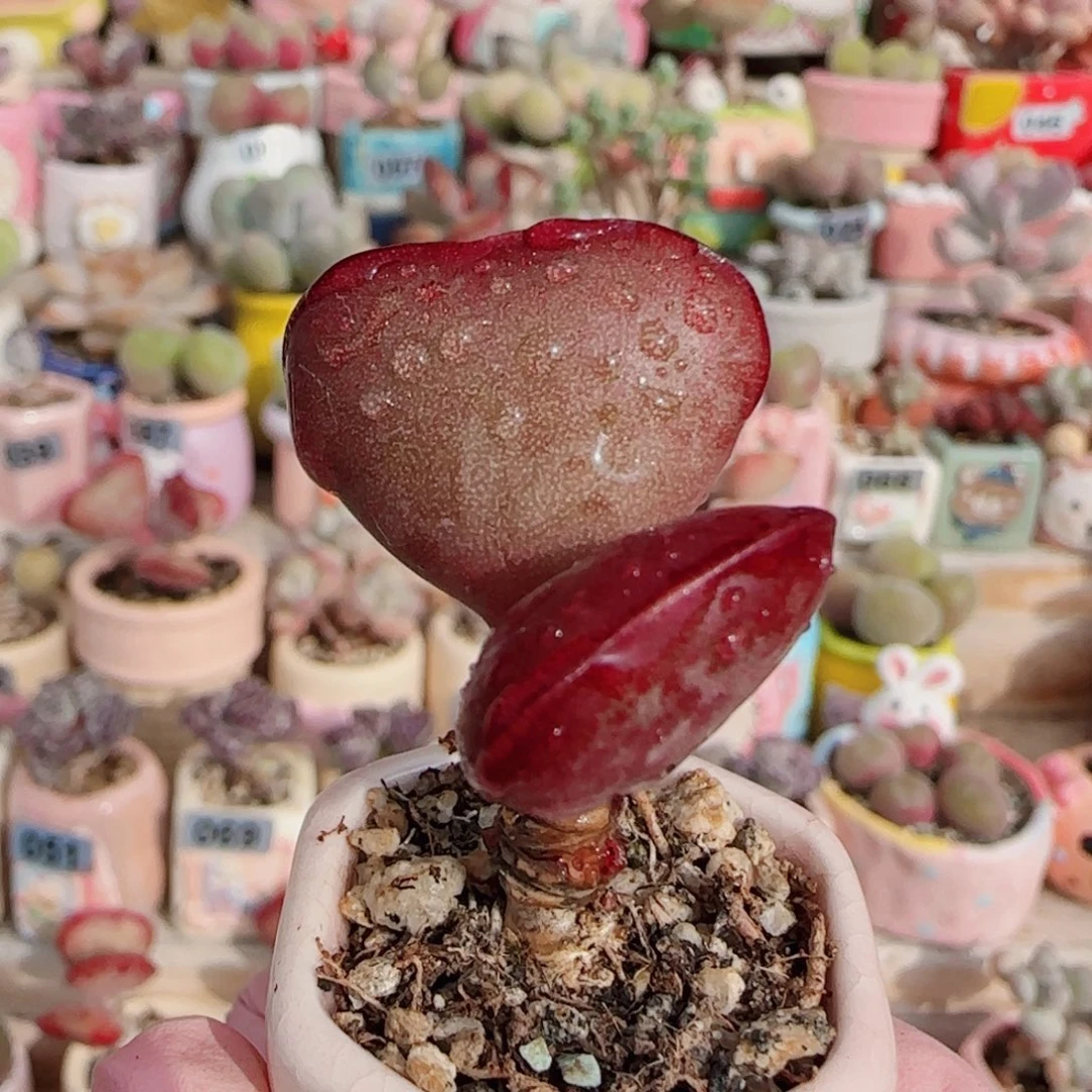 T爱心水泡盆口2.5cm