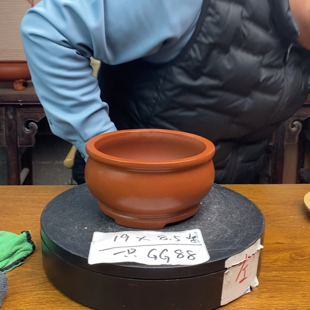 红陶货号一只GG77