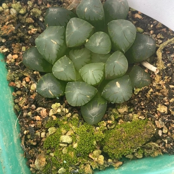 景*1564。  福利。