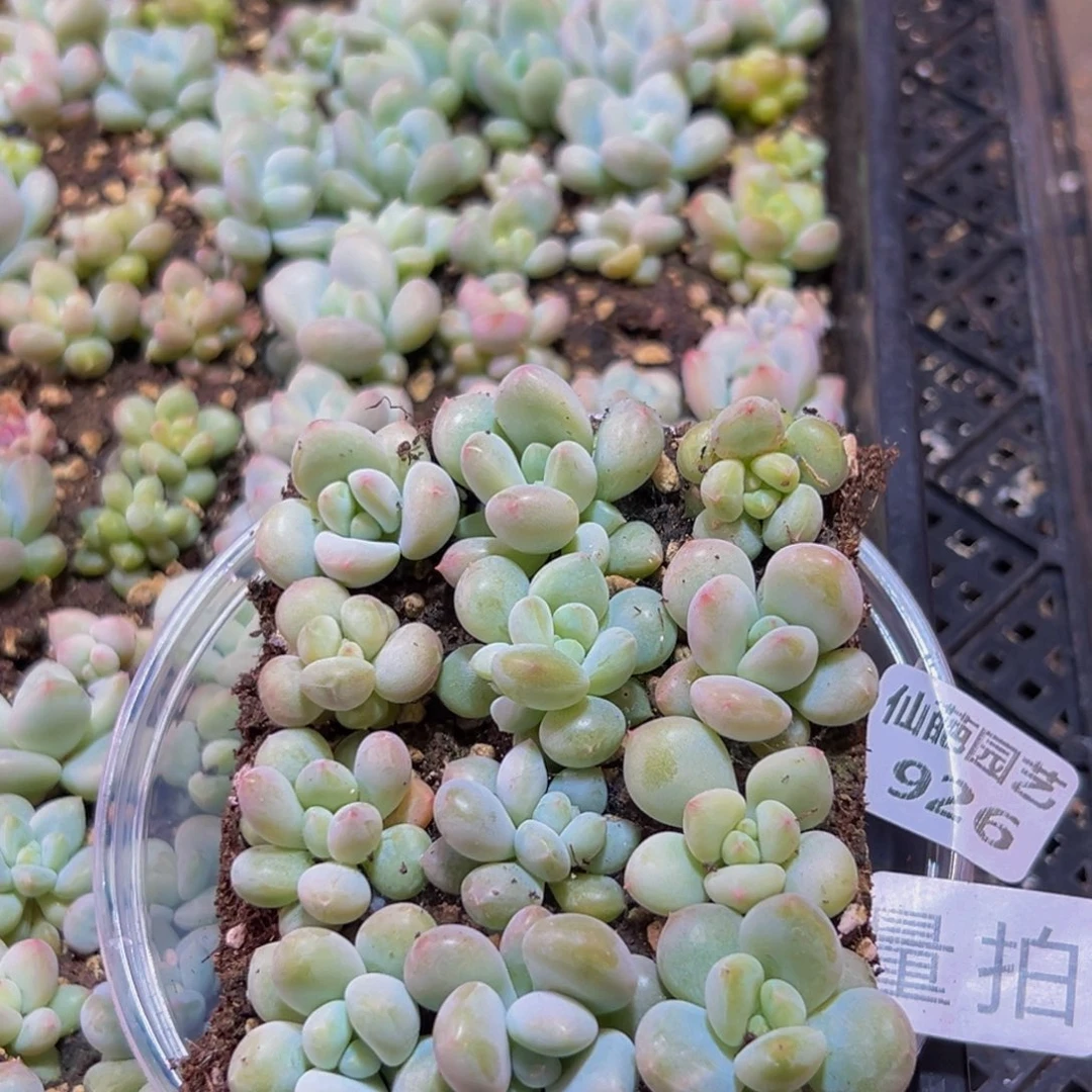 926量拍一盒12颗发货