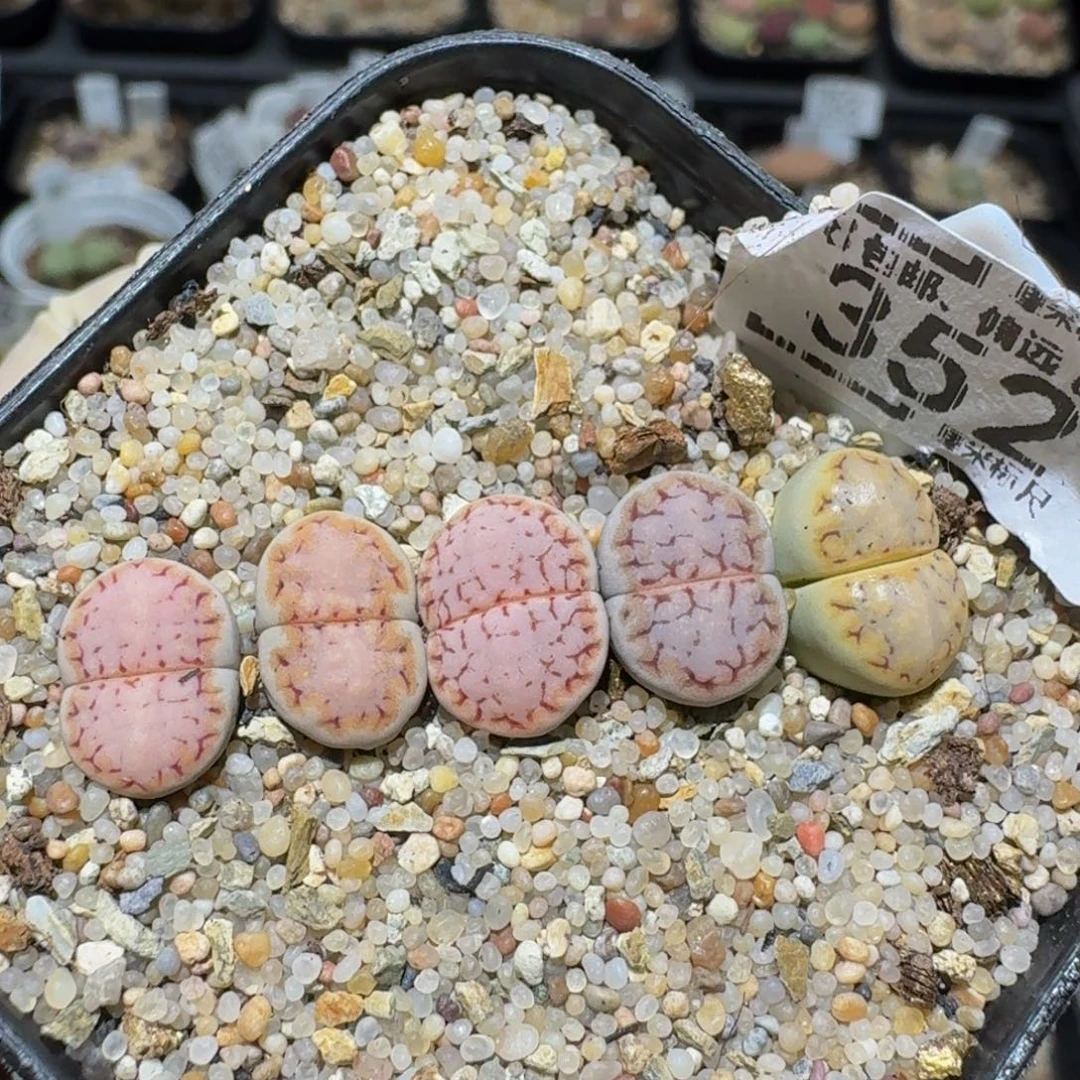 Zzzzz生石花肉锥352