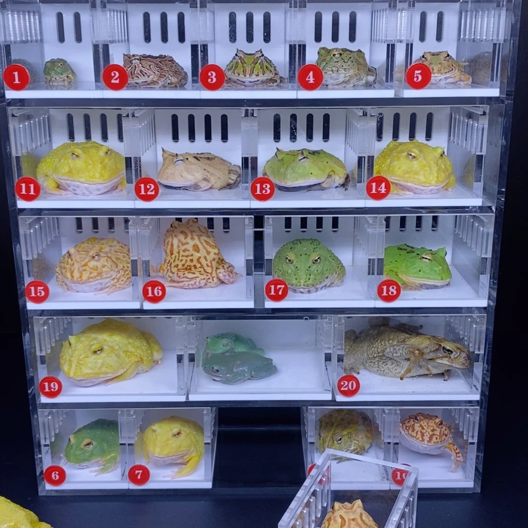 ****饺角蛙角蛙3-10cm闪购专享链接