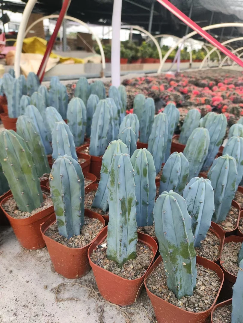 二妹园艺（单头龙神木）好花色仙人球满18包邮随机发