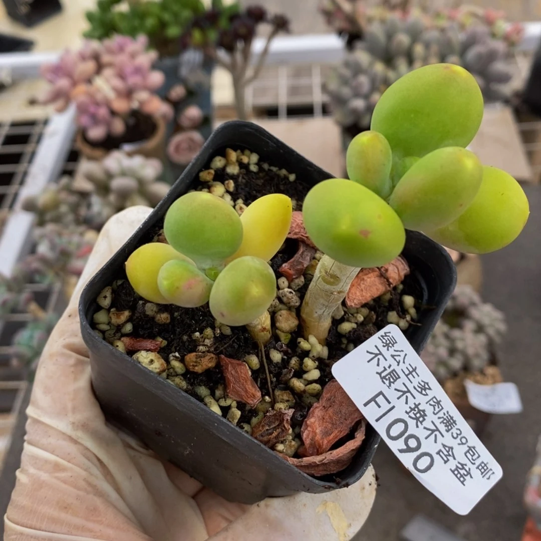 芒果奶酪金蟾090/7c m