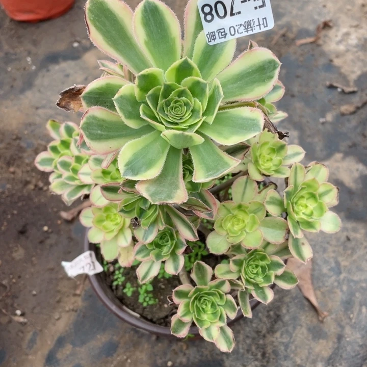 708白兰地多肉123446779