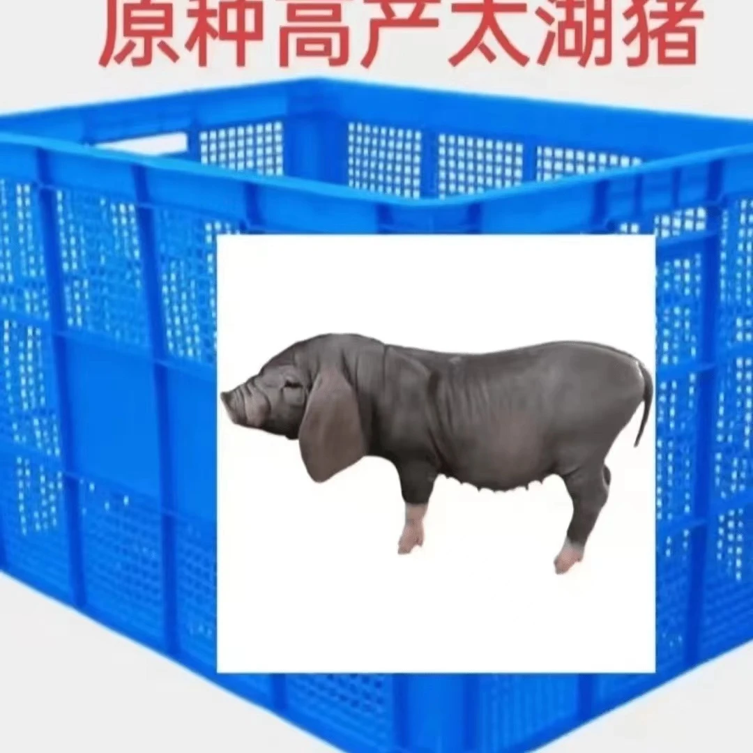 太 湖种公猪精一件包邮包对版跑山黑猪种公猪精液生态养殖批发