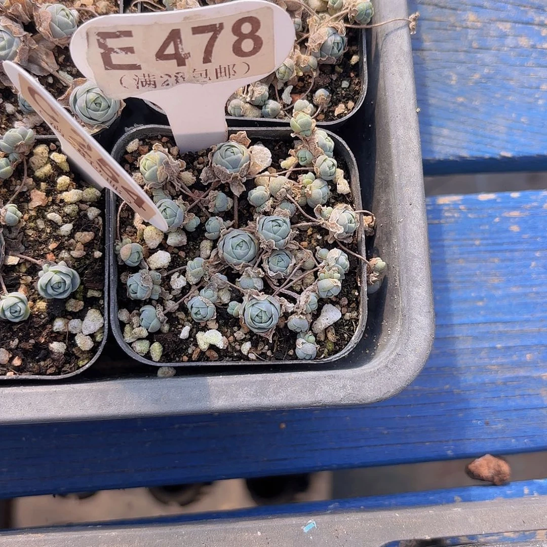 妍****E478子持莲花一物一拍