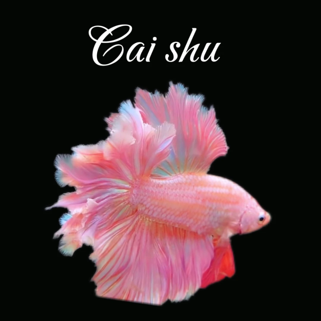 B8（169-192）泰国斗鱼小型热带观赏鱼耐活好养（直播间选鱼）