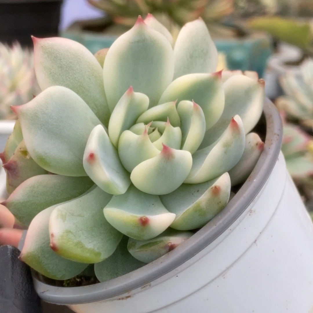 572锦锦锦锦锦锦锦锦