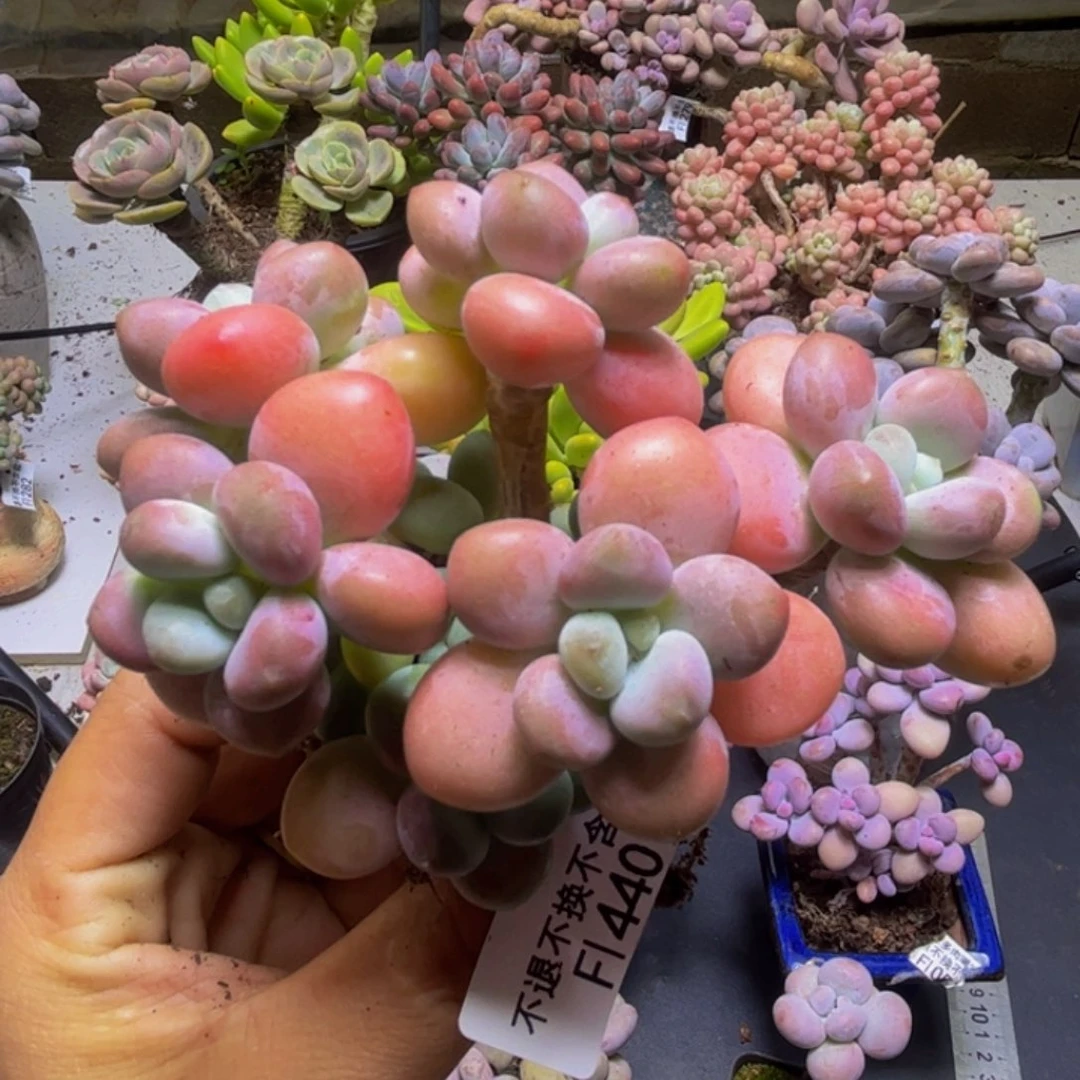 花朵洛神440/10cm多肉