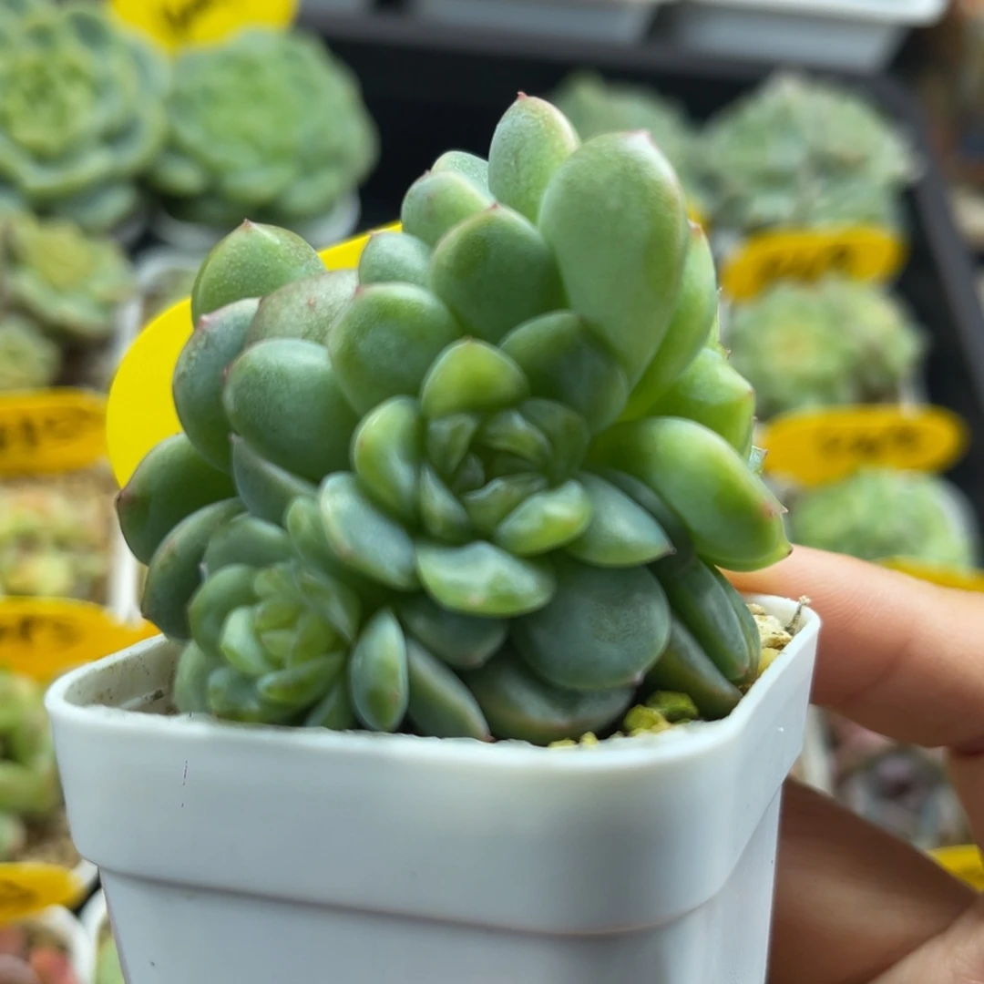 芙汐珍妮4头群4013