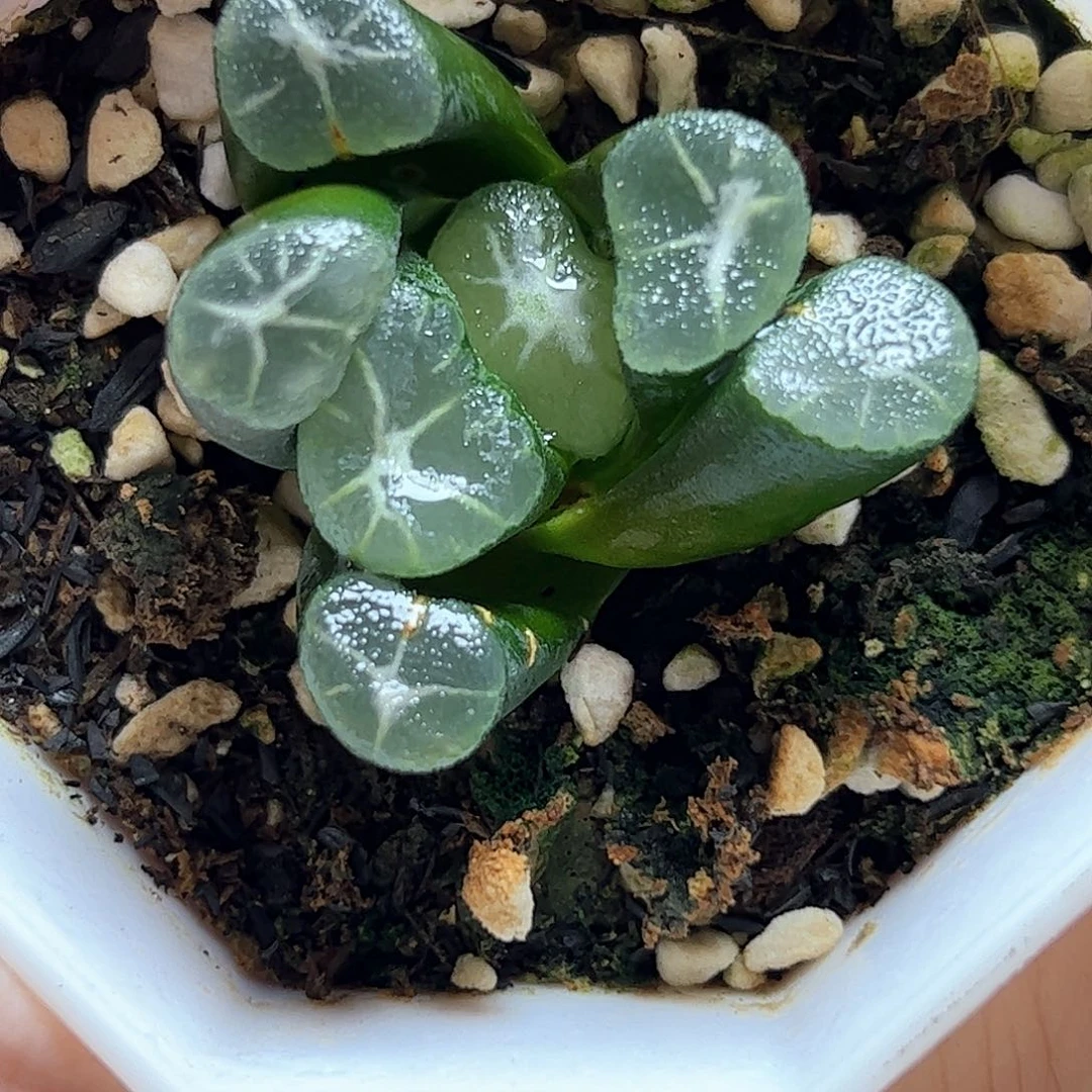 冰雷万象十二卷多肉植物