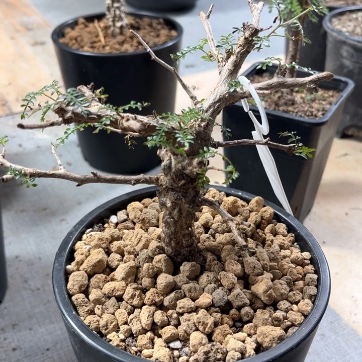 象足漆树11111111111