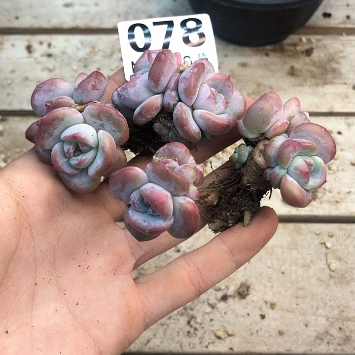 星影石榴籽福利出咯 078