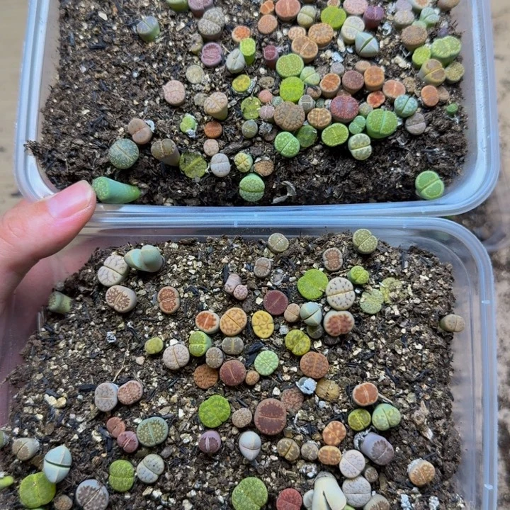 晴***韵多肉植物的生长发育611