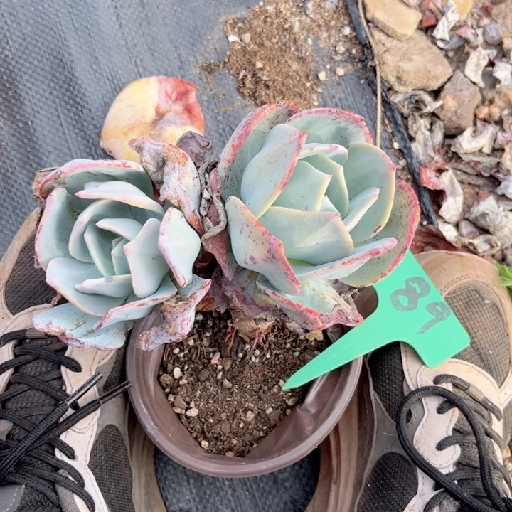 晨语多肉一物一拍89