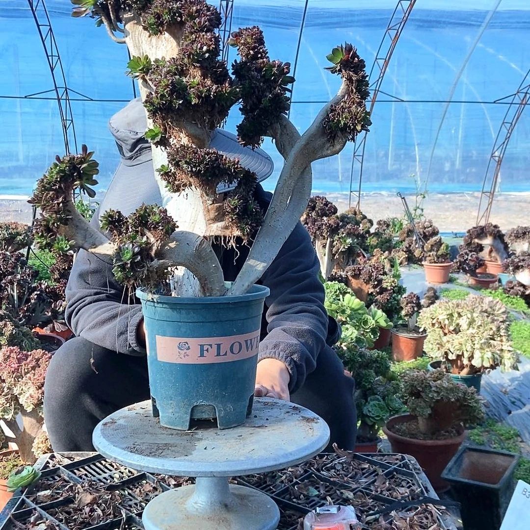 完全开放妖桩黑法师缀化的