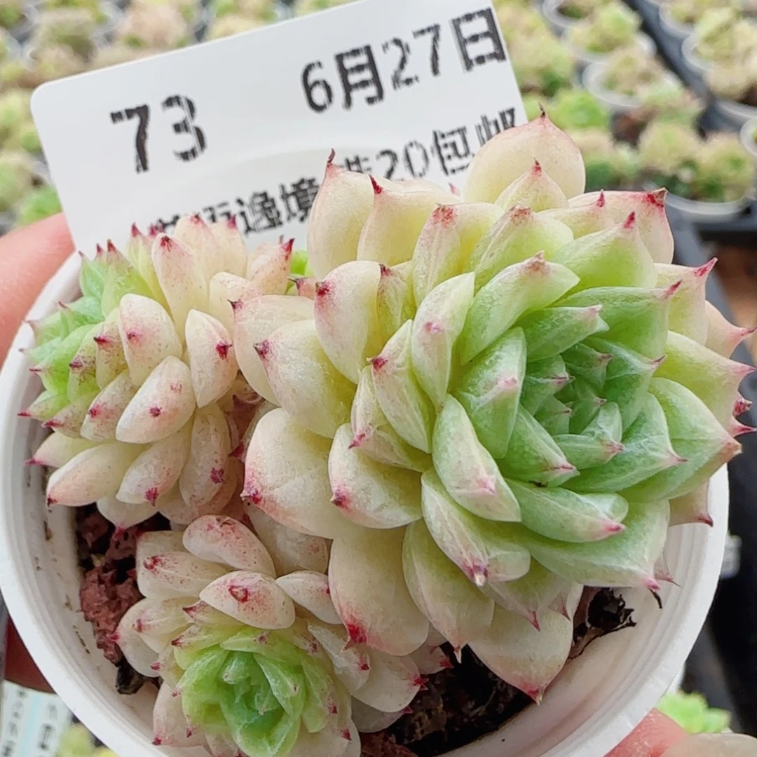 花语逸镜0627-73散